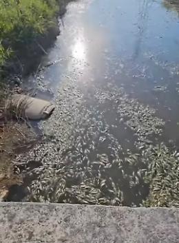 Morìa di pesci per mancanza d’acqua