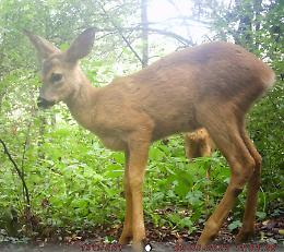 Alle Bine animali 'catturati', ma solo dalle fototrappole