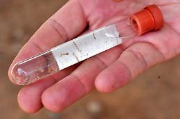 Dengue, a Castiglione d'Adda individuati altri due casi