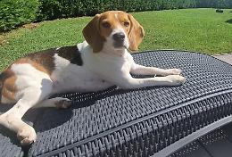 Polpetta avvelenata, una femmina di razza Beagle lotta tra la vita e la morte