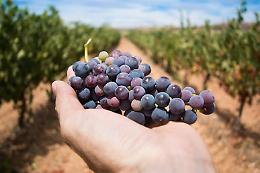 Torna a settembre e ottobre Cantine Aperte in Vendemmia