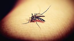 Dengue, sollievo per il soncinese ricoverato: gli esami del sangue escludono la ‘febbre africana’