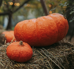 Festa delle Zucca 2023 di Villastrada