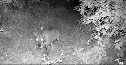 La caccia dei lupi alla selvaggina locale nelle immagini delle fototrappole 
