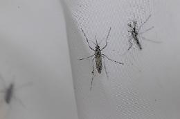 Approvato dall'Aifa un vaccino contro la malattia da Dengue