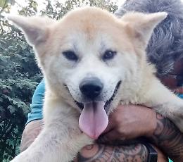 Siberian husky, adottati due terzi dei 90 esemplari sequestrati dai Nas