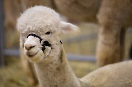 Petsfestival 2023, con l'International Llama & Alpaca Show oltre 100 lama e alpaca in esposizione