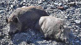 Trovata carcassa di cinghiale morto di peste suina nel Pavese