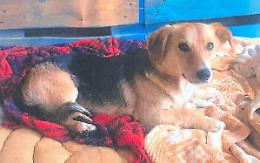 Tutti alla ricerca disperata del piccolo cagnolino Athos