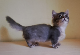 Al Petsfestival 2023 i gatti più belli del mondo