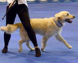 Scatta l'ora del Petsfestival: alle 18 la premiazione delle foto