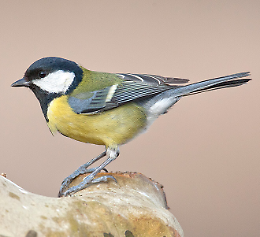 Bioblitz d'autunno nella riserva naturale
