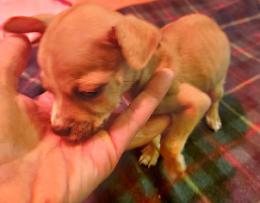 Abbandonata in uno zaino all'esterno del CremonaPo, cagnolina trovata da un ragazzo