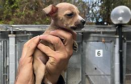 Ginny, chiamate da tutta Italia per l'adozione della piccola chihuahua