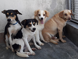 La ‘vita da cani’ non è male. Report: Cremona promossa