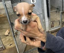 Ginny è sempre più in forma. Fioccano le richieste di adozione, ma è ancora presto