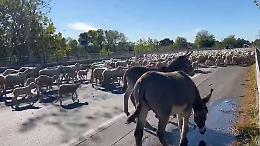 Transumanza, pecore e asini 'invadono' il borgo