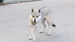 Lupo cecoslovacco libero azzanna un cagnolino