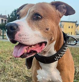 "Mi hanno rubato il cane Gordon, aiutatemi a ritrovarlo"