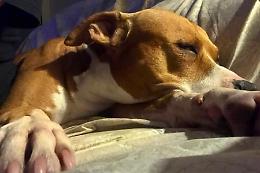Ritrovato il pitbull Gordon, la gioia del proprietario