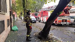 Maltempo, albero pericolante in via Bacchetta