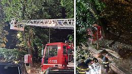 Albero pericolante in piazza Roma, mobilitati i vigili del fuoco