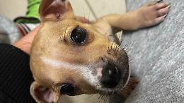 Lieto fine per la cagnolina Ginny: sta bene ed è fuori pericolo