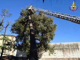Albero pericolante in via Orti Romani, intervento dei vigili del fuoco