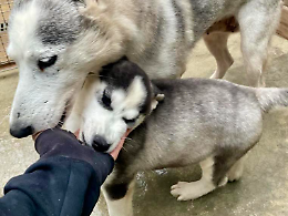 Tutti in campo per aiutare i cani