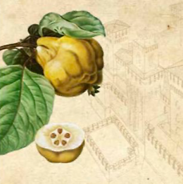 Presentazione del volume "La Cotognata della Duchessa"