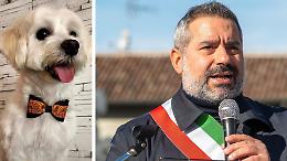 Maltese ucciso da un grosso cane, il sindaco: «Troppa indisciplina»