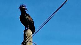 Avvistato un raro esemplare di ibis eremita