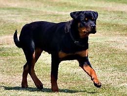 Cagnolina uccisa da due rottweiler a Cavatigozzi