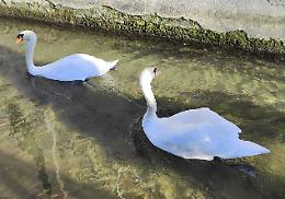 Ora il cigno ha una compagna: viveva da solo da anni
