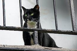 «Gatto al freddo sul balcone», denuncia e proteste
