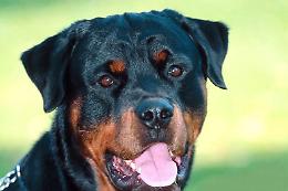 Zuffa fra cani: tre feriti ai giardini