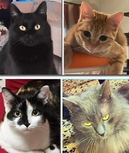 Appello per i gatti spariti: "Condividete le foto"
