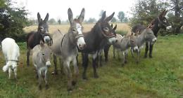 Isla de Burro: monetine e aiuto alla pet-therapy