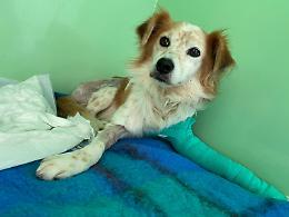 Sta meglio il cane investito sulla statale