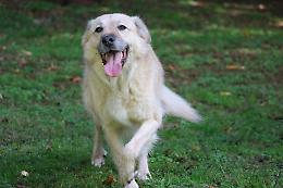 Canile dell'Anpana in cascina: ogni cane avrà il suo giardinetto