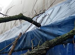 Incidente al Tennis club: albero crolla sul ‘pallone’