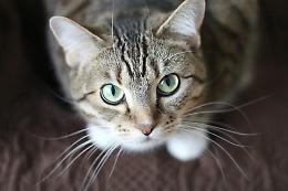 Giornata del gatto: le sue singolari origini