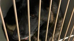 Difende la figlia e uccide un cane a badilate