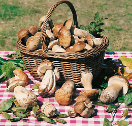 "I funghi dell'Appennino" con il prof. Roberto Galli