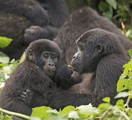 Uganda, il cuore dell'Africa - Natasha Tuis