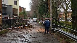 Albero caduto in via Solferino, intervento dei vigili del fuoco 