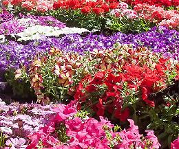 Listone in Fiore