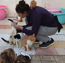 Sassate ai gatti della colonia felina: rabbia e indignazione