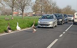 Oche a passeggio, traffico in tilt