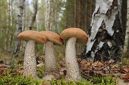Funghi, esperti in servizio per verificare la commestibilità